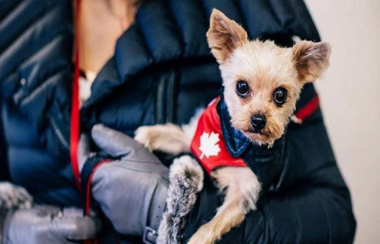 How Much Do Pet Transporters Earn In The US Natural Top Wonders