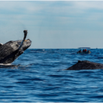 lifecycle of a humpback whale